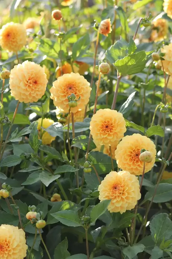 Dālija 'Golden scepter' 1 gums