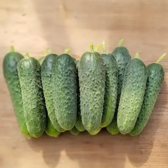 Cucumber ‘Gracie’ F1 (Cucumis sativus) 15 seeds