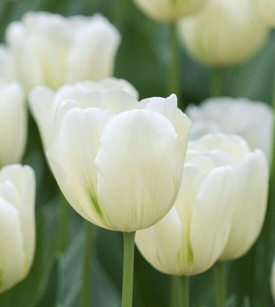 Tulpe ‘Green Spirit’ 5 sīpoli