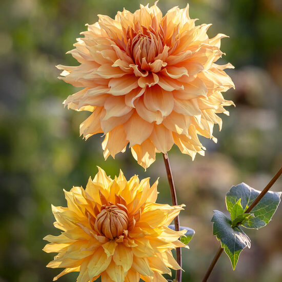 Dālija ‘Hamari Gold’ 1 gums