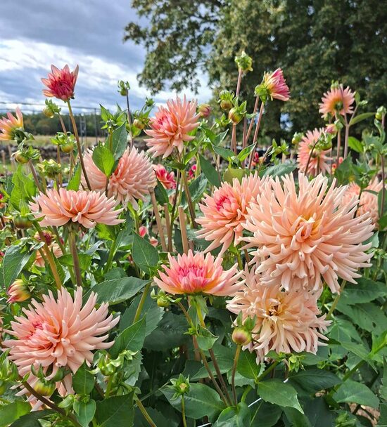 Dālija 'Henriette' 1 gums