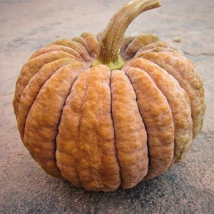 Butternut squash ‘Hidemi’ (Cucurbita moschata) 5 seeds