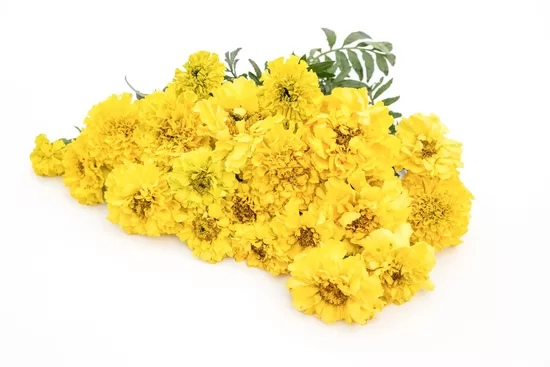 Augstā samtene ‘Velvet Imperiale Yellow’ (Tagetes erecta) 20 sēklas