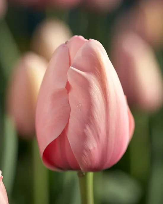 Tulpe ‘Salmon Impression’ 5 sīpoli