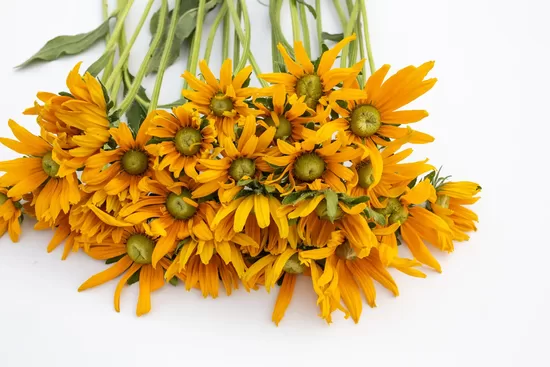 Pūkainā rudbekija ‘Irish Eyes’ (Rudbeckia hirta) 10 sēklas