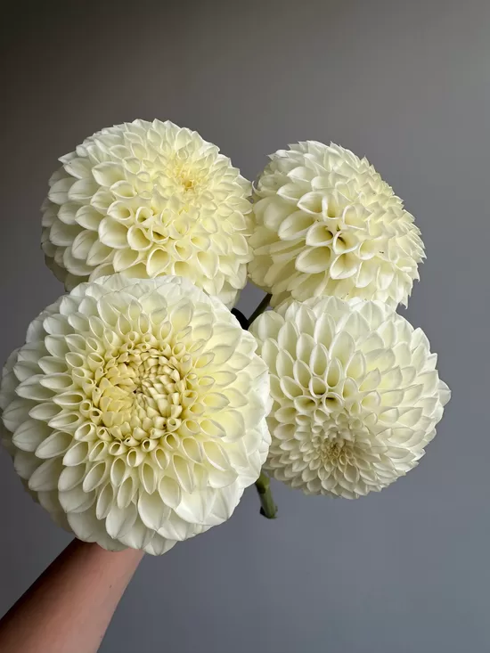 Dālija 'Ryecroft Jan' 1 gums