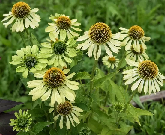 Purpursarkanā ehinācija ‘Alan’s Pride’ (Echinacea purpurea), 10 sēklas
