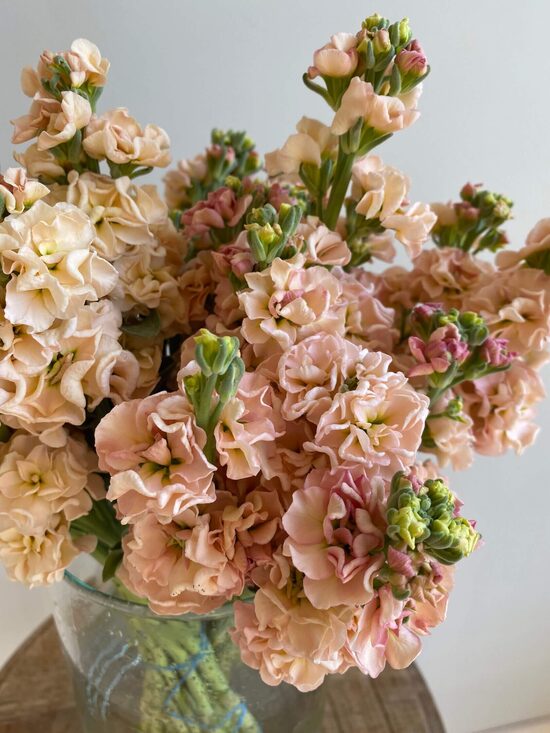 Lefkoja 'Katz Apricot' (Matthiola incana)