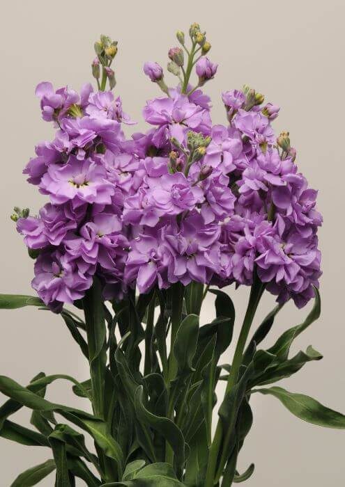 Lefkoja 'Katz Lavender Blue' (Matthiola incana)