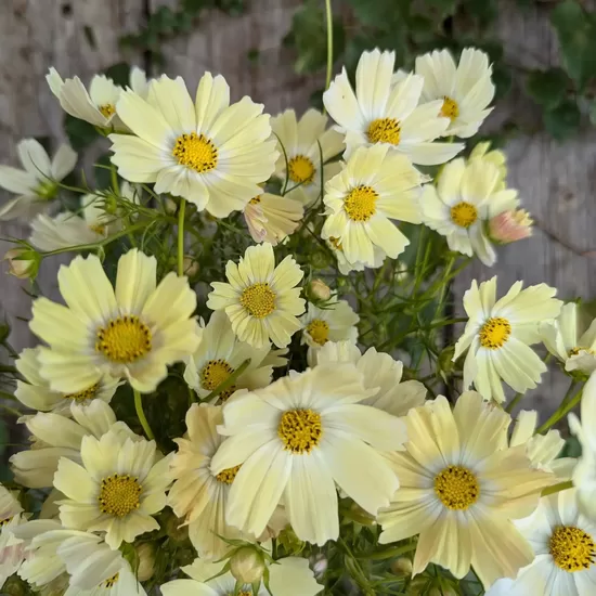 Garden cosmos 'Kiiro' (Cosmos bipinnatus), 20 seeds