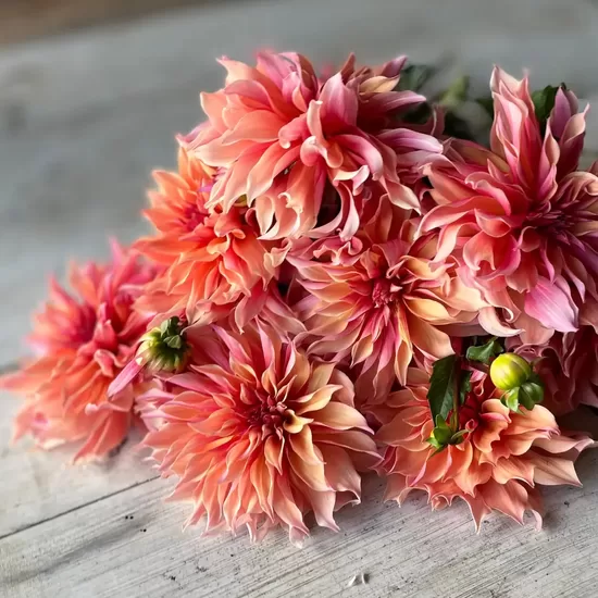 Dālija 'Labyrinth' 1 gums