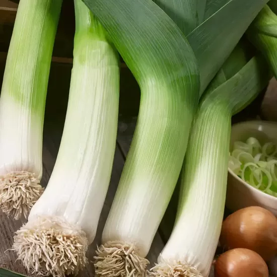 Puravs ‘Tango’ (Allium porrum) 0,2g