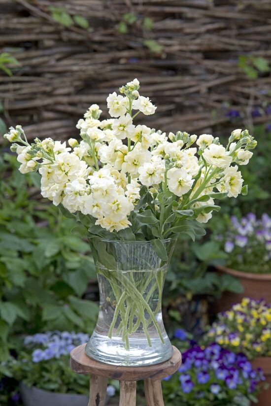 Lefkoja 'Anytime Yellow' (Matthiola incana) 