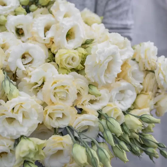 Lizante ‘Arena 3 Gold’ F1 (Eustoma grandiflorum) 10 sēklas