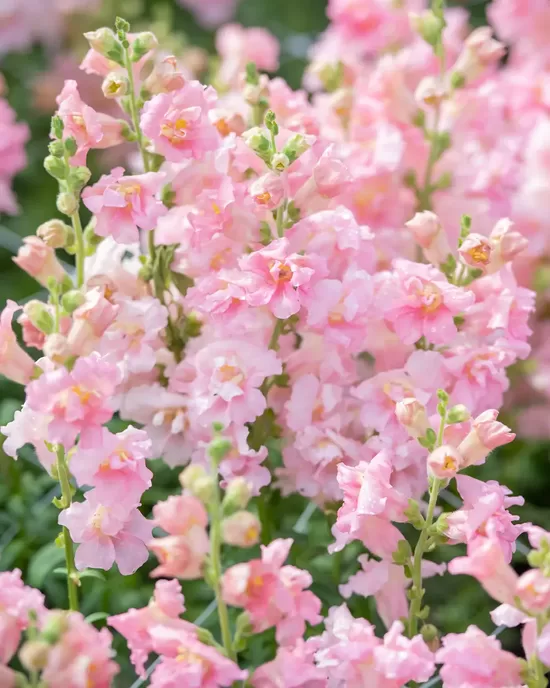 Snapdragon 'Madame Butterfly Pink' F1 (Antirrhinum majus), 20 seeds