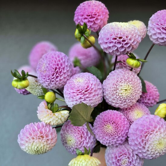 Dālija 'Maaike' 1 gums