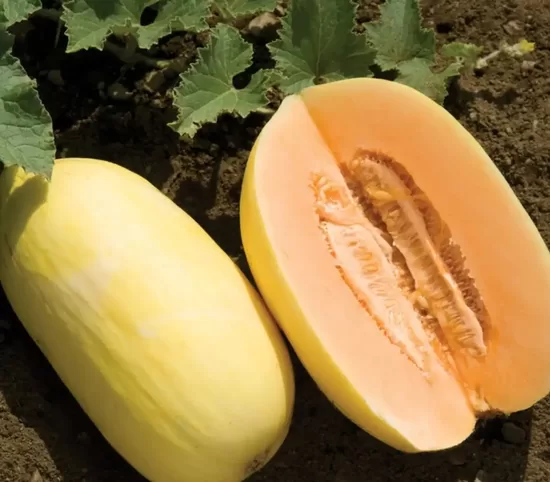 Melon ‘Mangomel’ F1 (Cucumis melo), 5 seeds