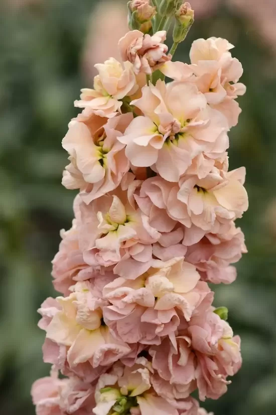 Lefkoja 'Katz Apricot' (Matthiola incana)