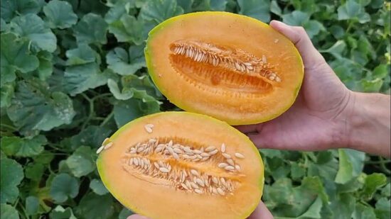 Melon 'Emir' F1 (Cucumis melo) 10 seeds
