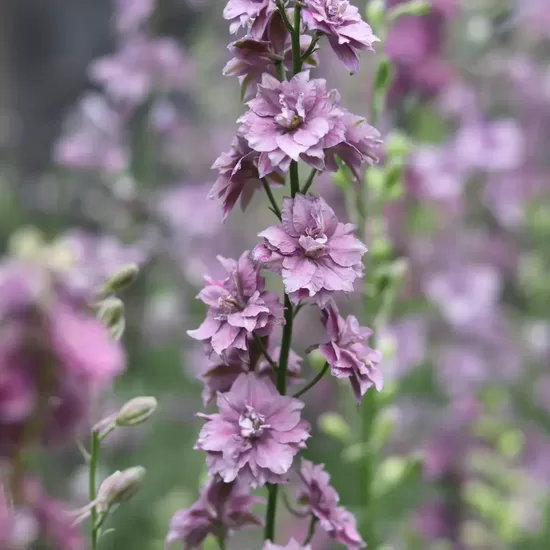 Larkspur ‘Fancy Smokey Eyes’ (Delphinium consolida) 0,1g