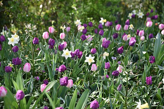 Sīpolpuķu maisījums ‘Purple & White’ 50 sīpoli