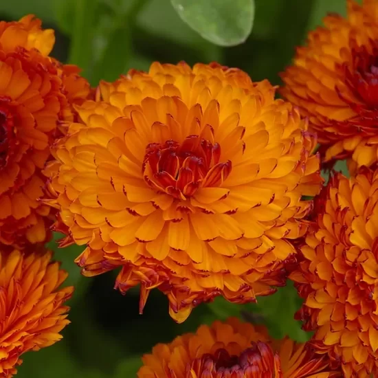 Common marigold ‘Neon’ (Calendula officinalis) 0,5g