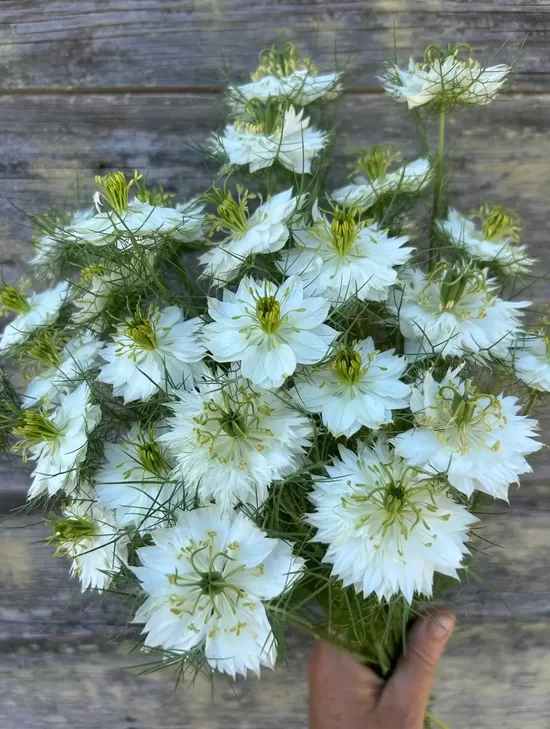 Damaskas nigella 'Albion Green Pod' (Nigella damascena) 0,5g