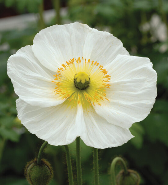 Kailstublāja magone 'Champagne Bubbles White' (Papaver nudicaule), 20 sēklas