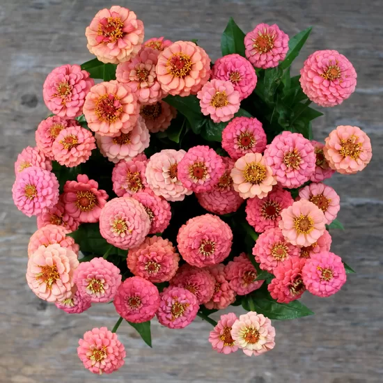 Common zinnia ‘Oklahoma Salmon’ (Zinnia elegans) 