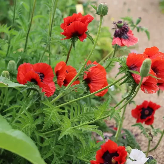 Oriental Poppy 'Brilliant' (Papaver orientale) 0,2g