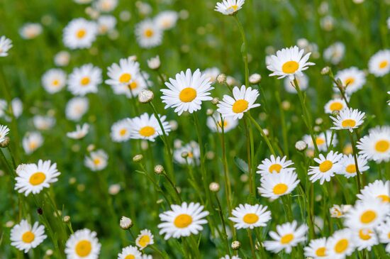 Oxeye daisy (Leucanthemum vulgare)
