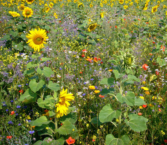 Seed mix 'Flowering Landscape' - sowing in spring