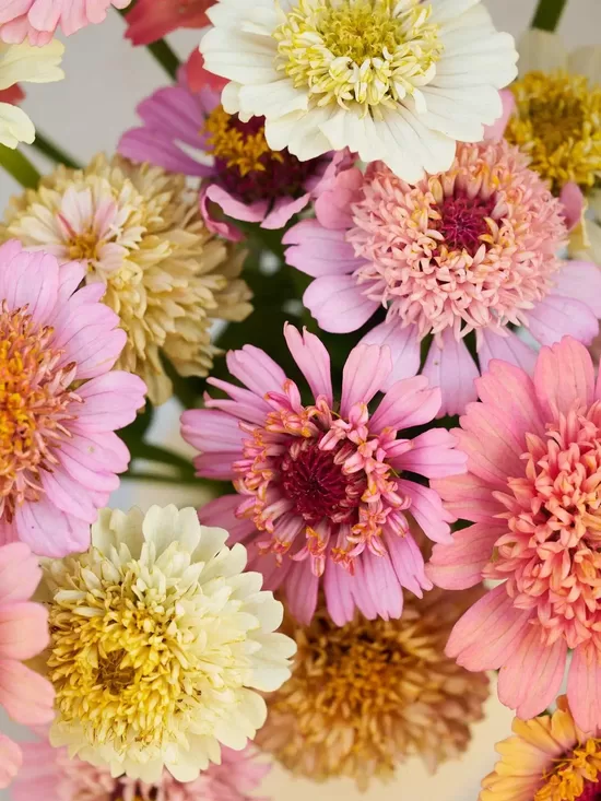 Gleznā cīnija 'Cresto! Peaches & Cream' (Zinnia elegans) 