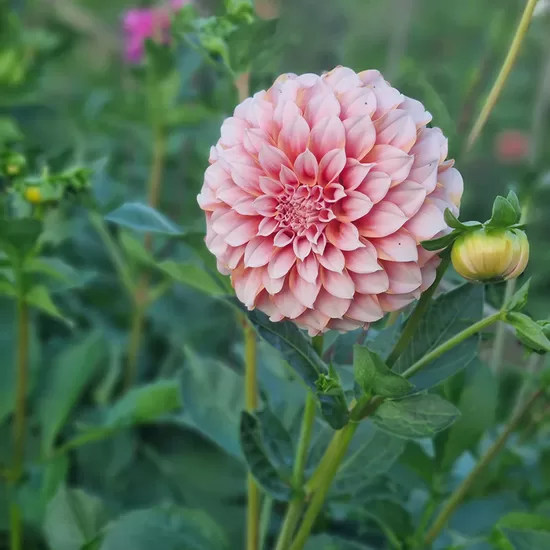 Dālija 'Peaches', 1 gb