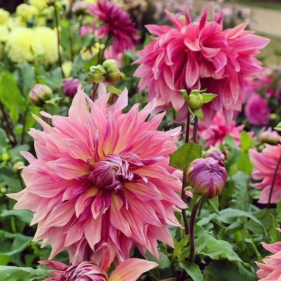 Dālija 'Penhill Dark Monarch' 1 gums