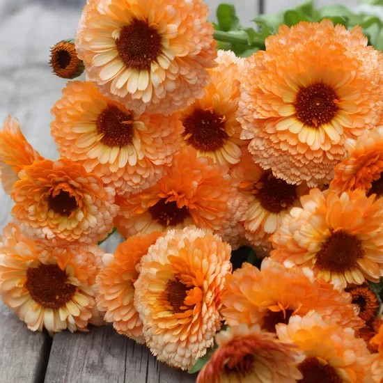 Kliņģerīte ‘Pink Surprise’ (Calendula officinalis) 0,5g