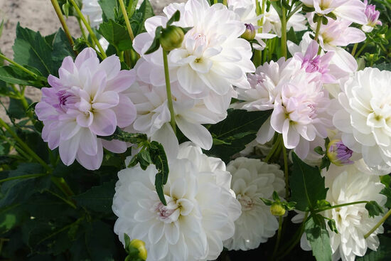 Dālija 'Porcelain' 1 gums