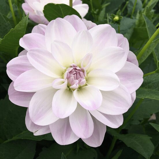 Dālija 'Porcelain' 1 gums