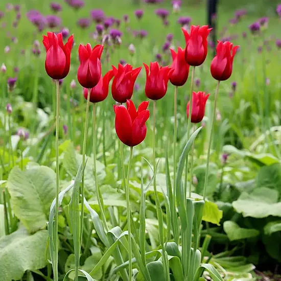 Tulpe 'Pretty Woman' 5 sīpoli
