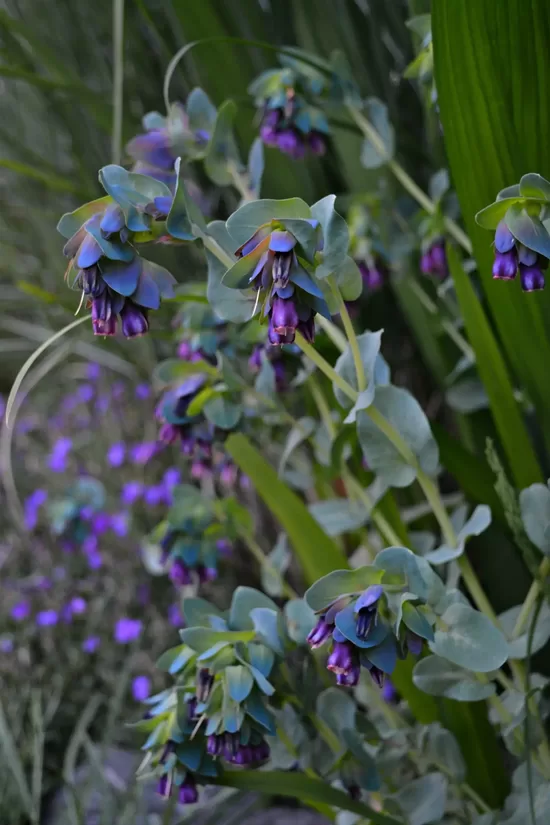 Honeywort 'Pride of Gibraltar' (Cerinthe major v. purpurascens), 10 seeds