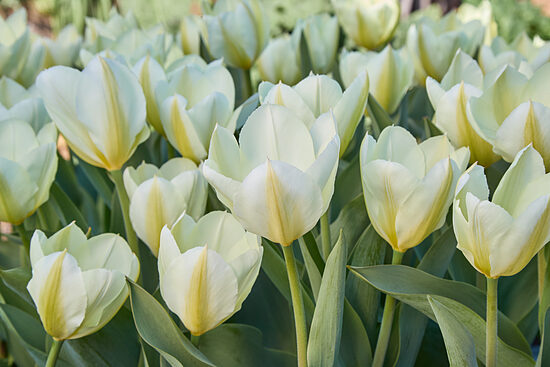 Tulpe 'Purissima' 5 sīpoli
