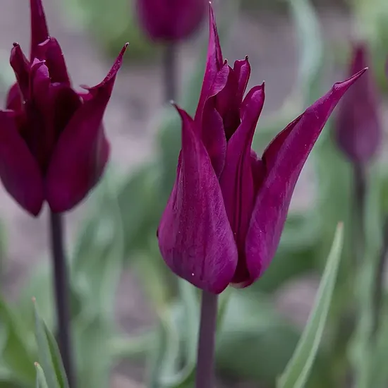 Tulpe ‘Purple Heart' 5 sīpoli