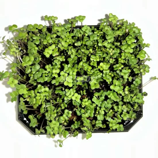 Rapeseed for microgreens (Brassica napus) 30g