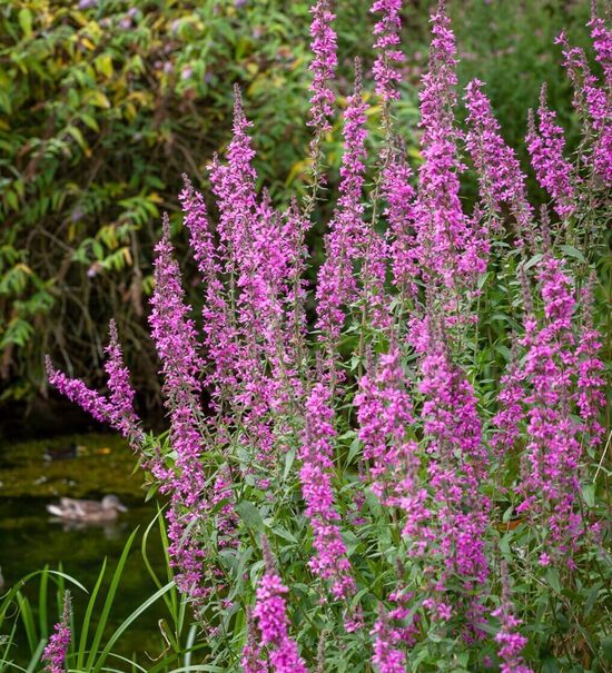 Purple loosestrife (Lythrum salicaria) 0,1g