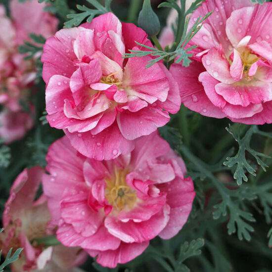 California poppy ‘Rosa Romantica’ (Eschscholzia californica) 20 seeds