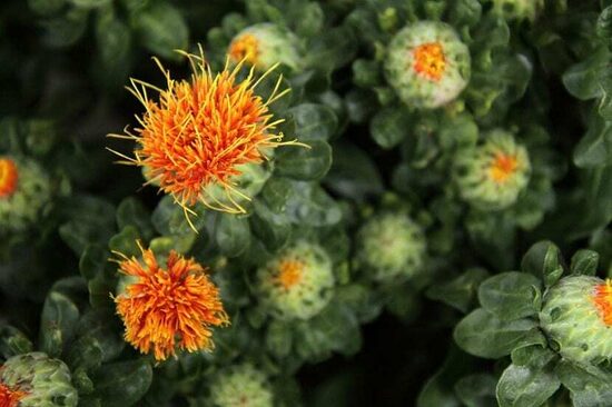 Safflower (Carthamus tinctorius)