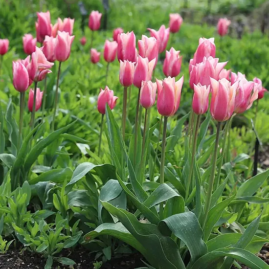 Tulpe 'Sanne' 5 sīpoli