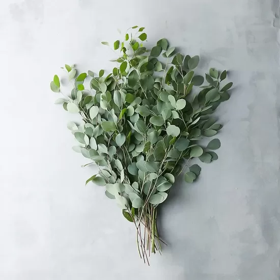 Eucalyptus ‘Silver Dollar’ (Eucalyptus cinerea)