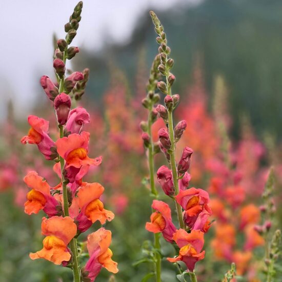 Snapdragon 'Orange Wonder' (Antirrhinum majus), 20 seeds