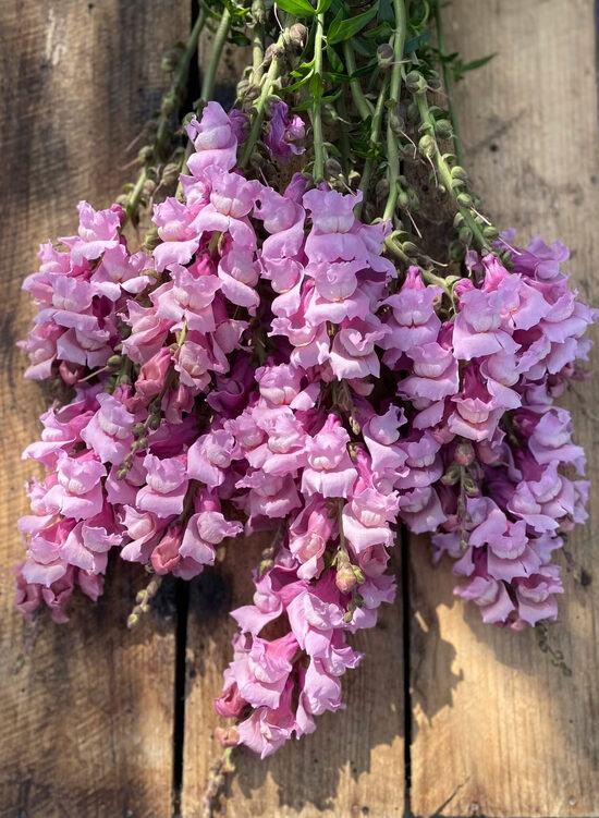Lauvmutīte 'Potomac Lavender' F1 (Antirrhinum majus) 20 sēklas